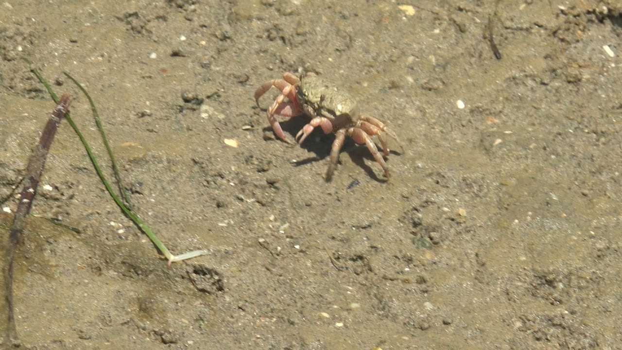 A fiddler crab appears on muddy ground beside thin green grass blades and a dark plant stem in Guerrero Negro, Mexico, with no visible people.