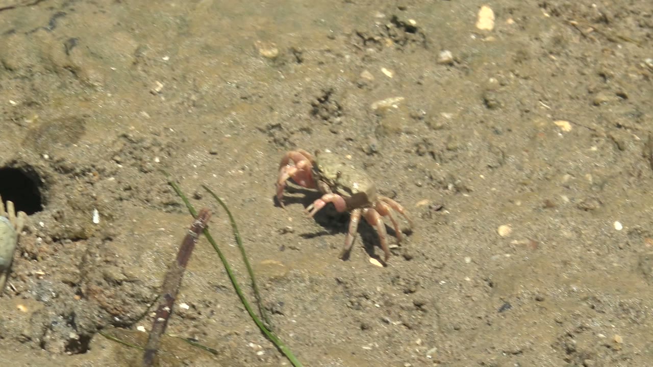 Fiddler crab near burrow and grass on mud