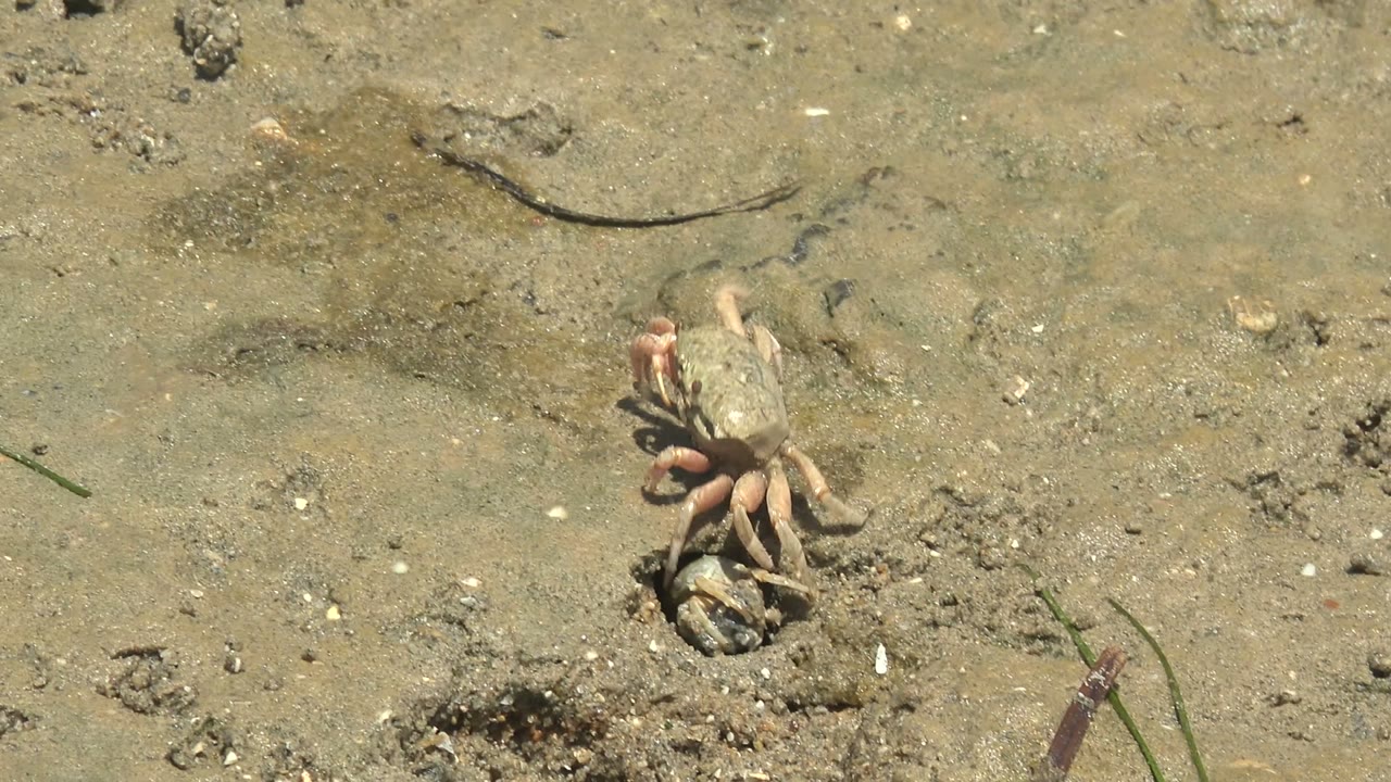 A small crab stands just above a dark burrow opening on wet sandy mudflat in Guerrero Negro, Baja California Sur, with shell flecks and no visible people.