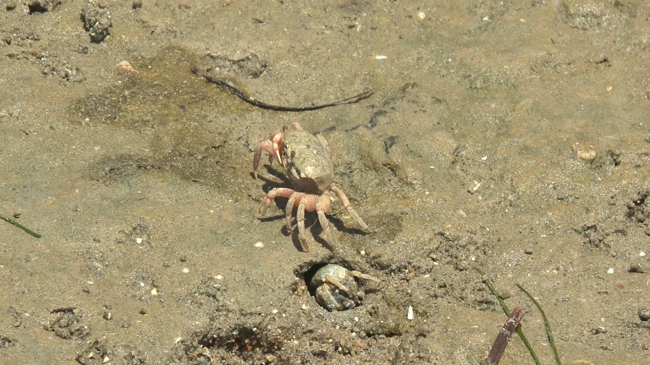 Crab moves near a burrow opening on wet tan sand.