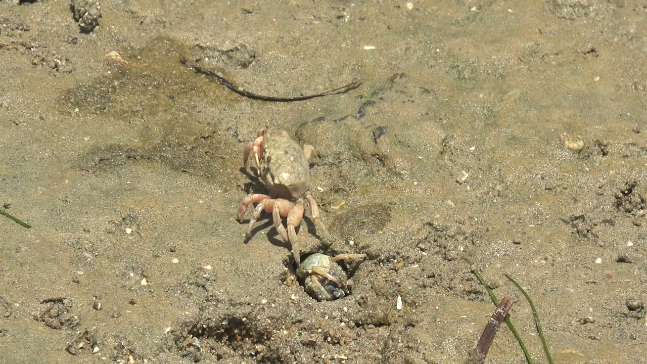 A small crab crouches beside the dark burrow on a wet Guerrero Negro mudflat, with pinkish legs, pale shell, scattered shell pieces, and no visible people.
