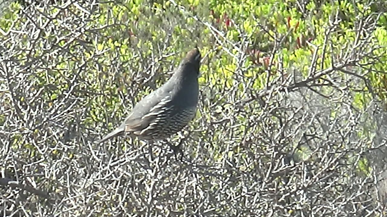 A quail perches side-on among bare branches and green foliage in San Carlos, Baja California Sur, with its crest angled upward and no visible people.