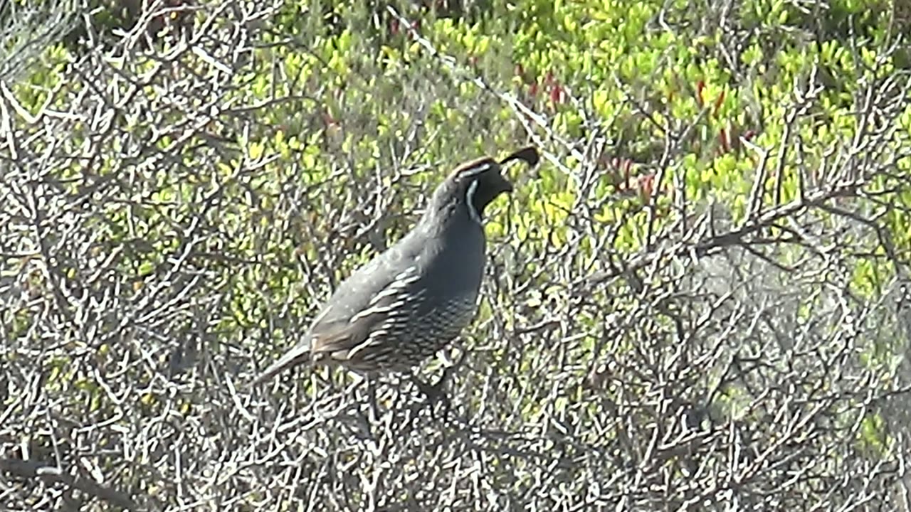 Quail with open beak among branches.