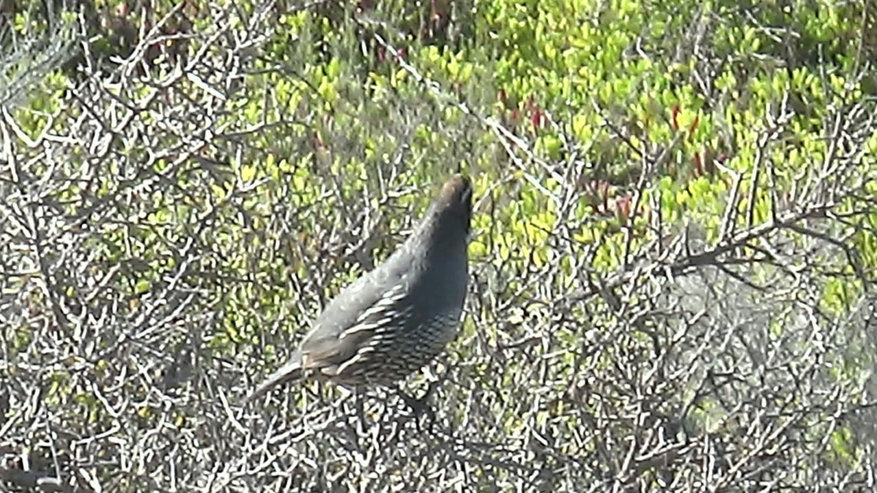 A quail stands on thin branches in San Carlos, Baja California Sur, with its crest raised and body turned sideways amid dense gray twigs and bright green foliage, with no visible people.