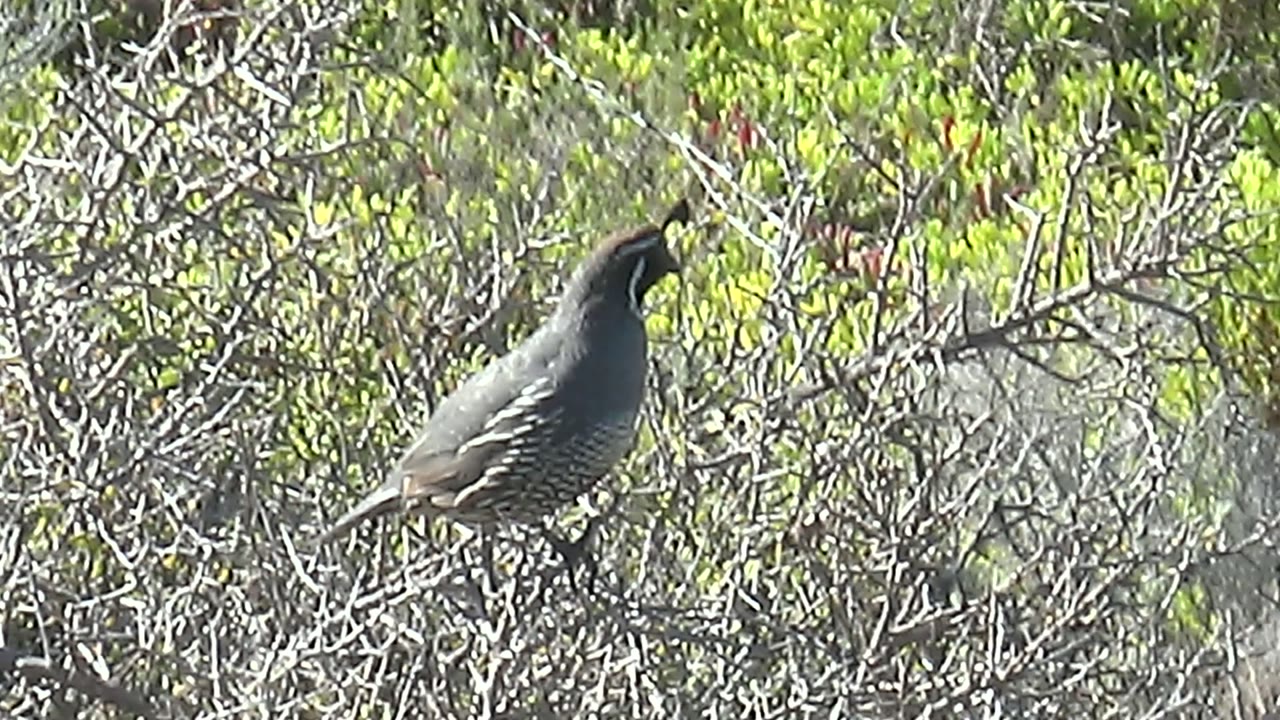 A gray quail perches facing left on a thin branch in San Carlos, Baja California Sur, with dry twigs, green foliage, and no visible people.