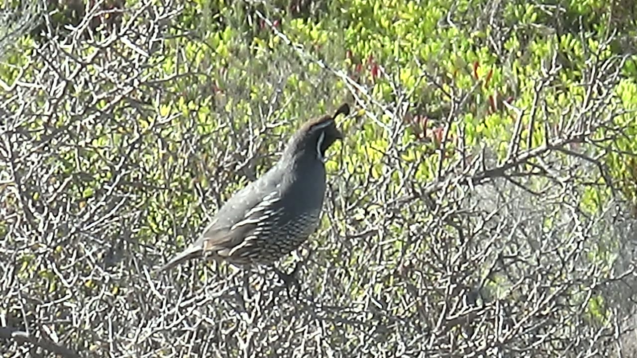 Quail on a thin branch surrounded by twigs and leaves.