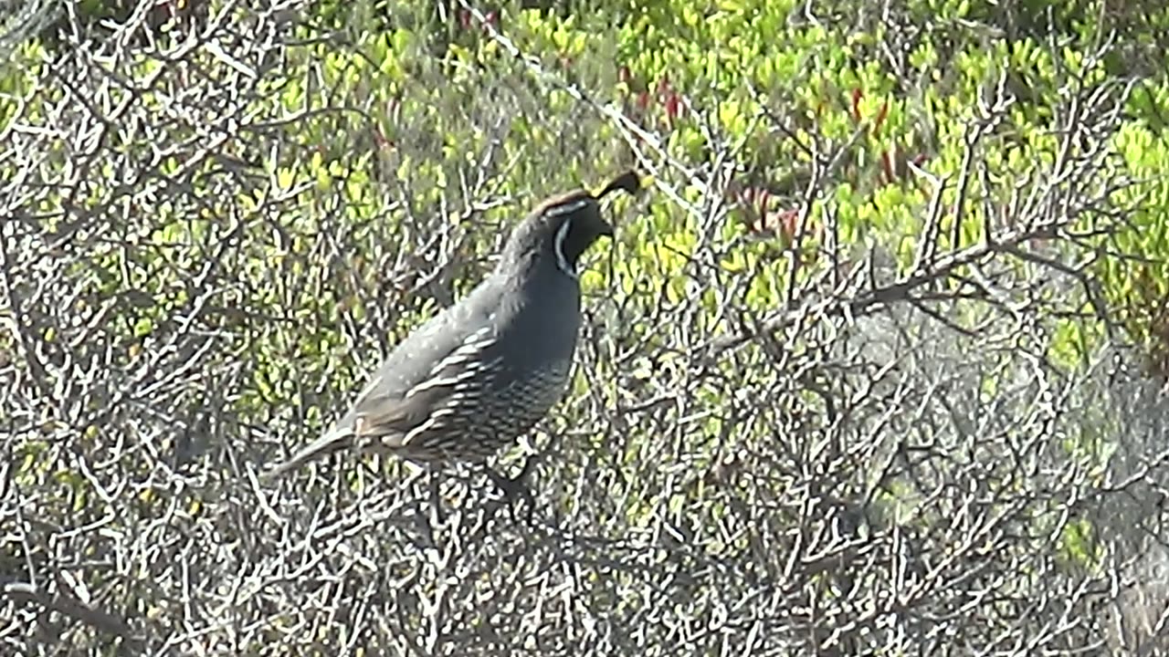 A perched quail stays nearly still among tangled dry branches in San Carlos, Baja California Sur, with bright foliage behind it and no visible people.