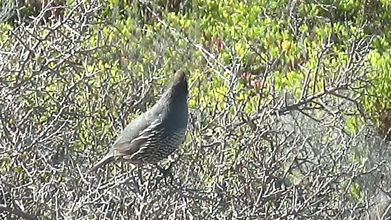 A quail faces upward while perched among dry branches and green foliage in San Carlos, Baja California Sur, with no visible people.