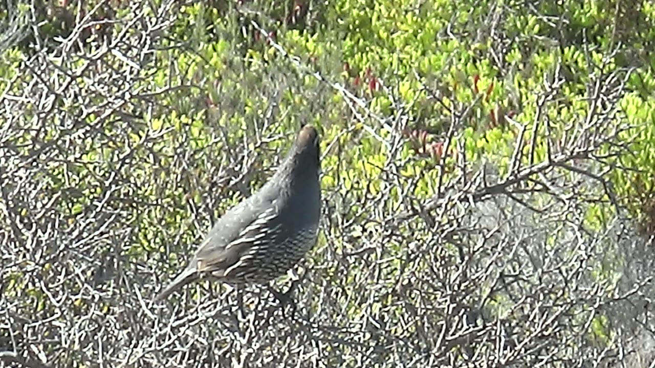 Quail standing on a branch in dense dry brush.
