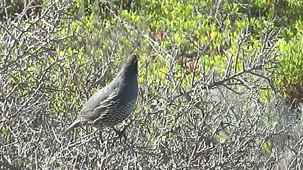 A near-profile view shows the quail perched amid gray leafless branches in San Carlos, Baja California Sur, with green foliage behind and no visible people.