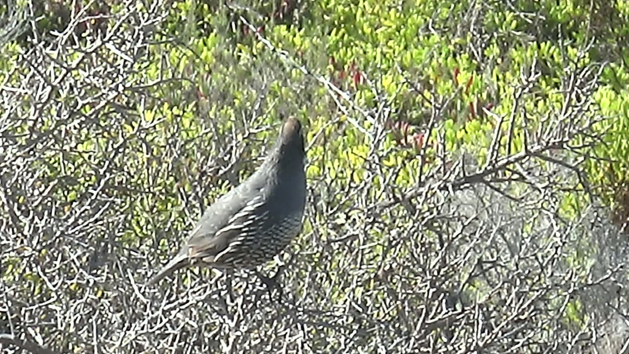 A quail perches on thin bare branches in San Carlos, Baja California Sur, with its body angled left and no visible people.