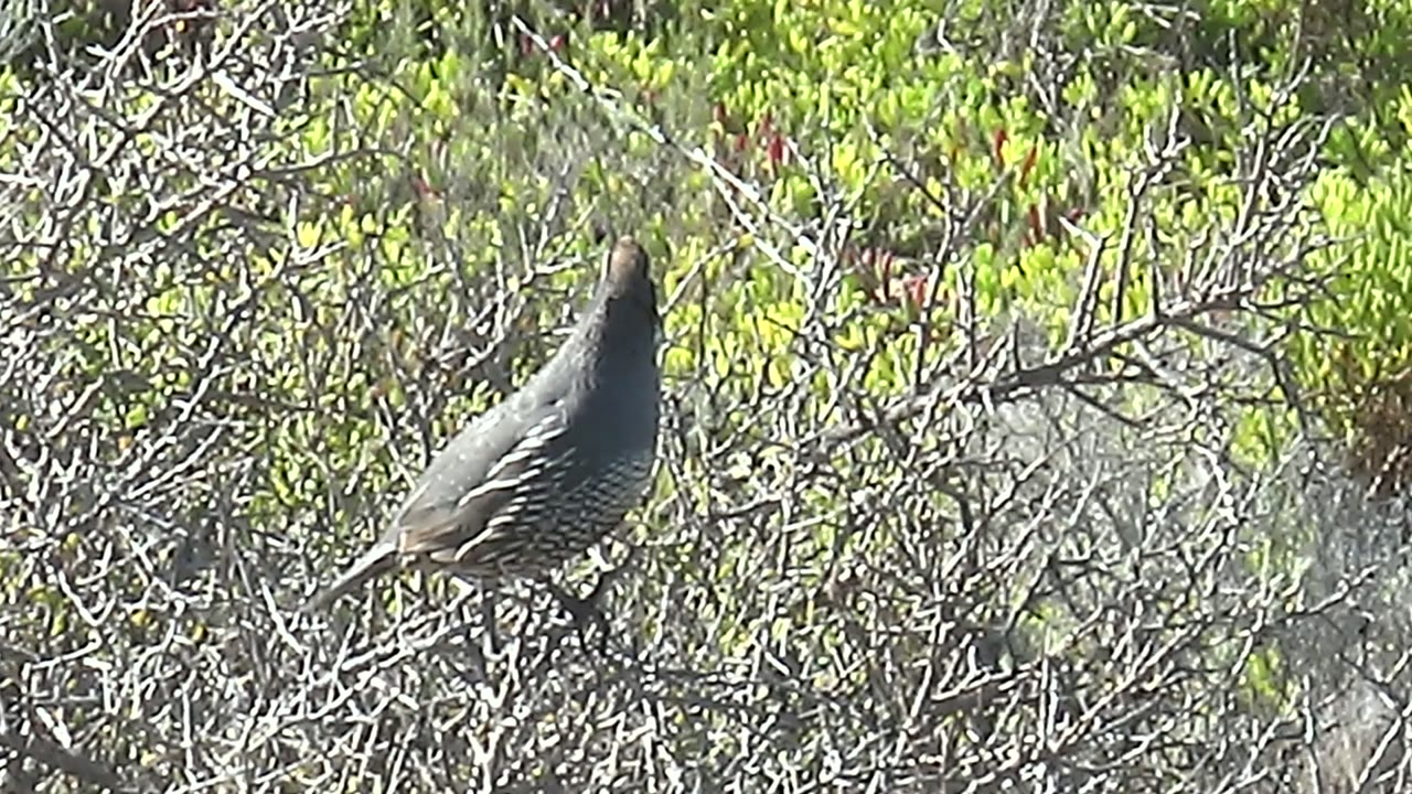 Quail standing among twigs with its head raised