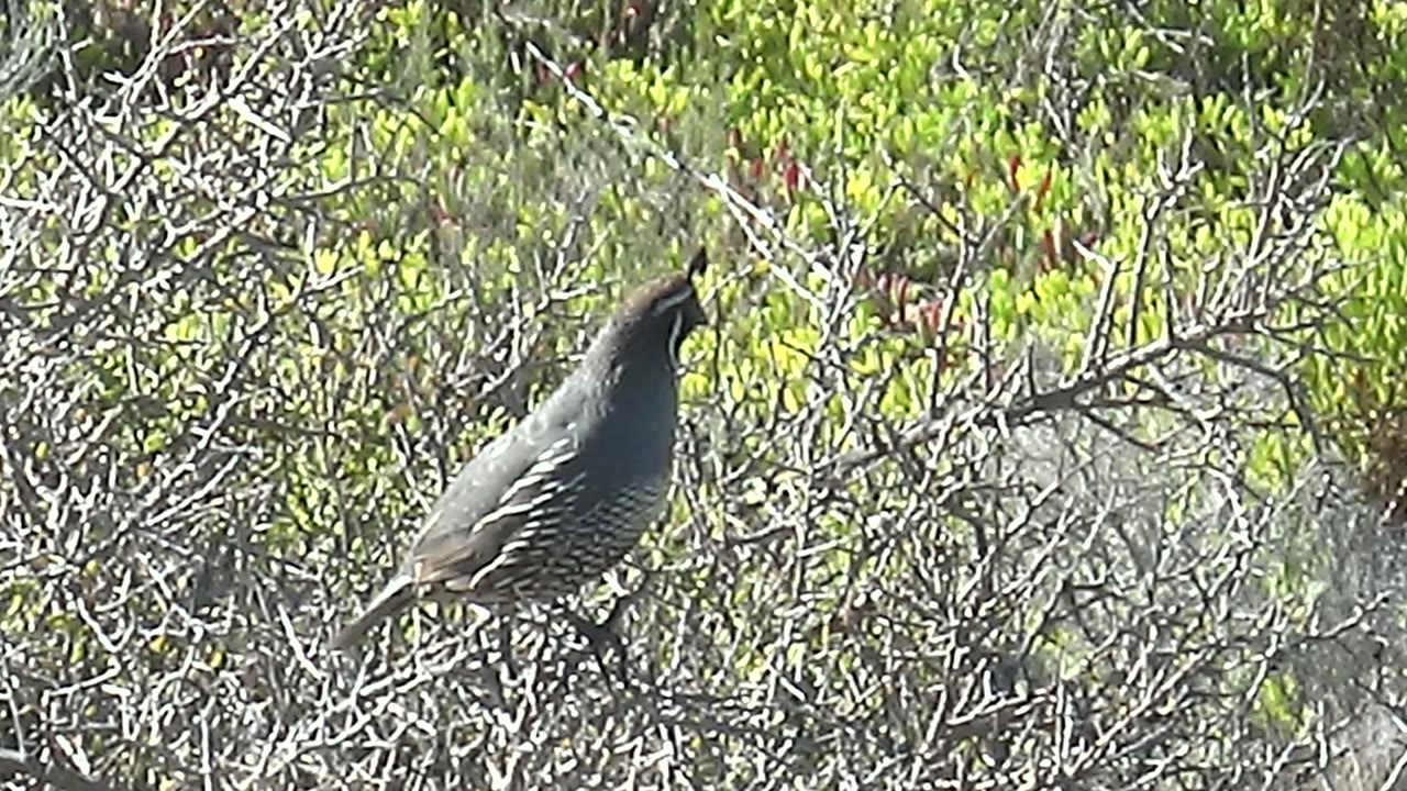 A quail stands on a narrow branch in San Carlos, Baja California Sur, with its face turned right into the surrounding green leaves and dry twigs, no visible people.