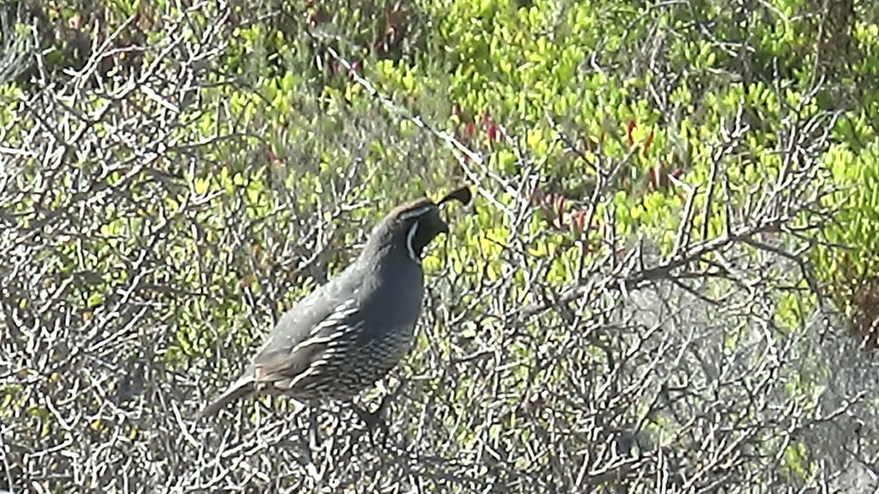 A quail perches on a thin branch in San Carlos, Baja California Sur, Mexico, facing left among dry twigs and green leaves with no visible people.