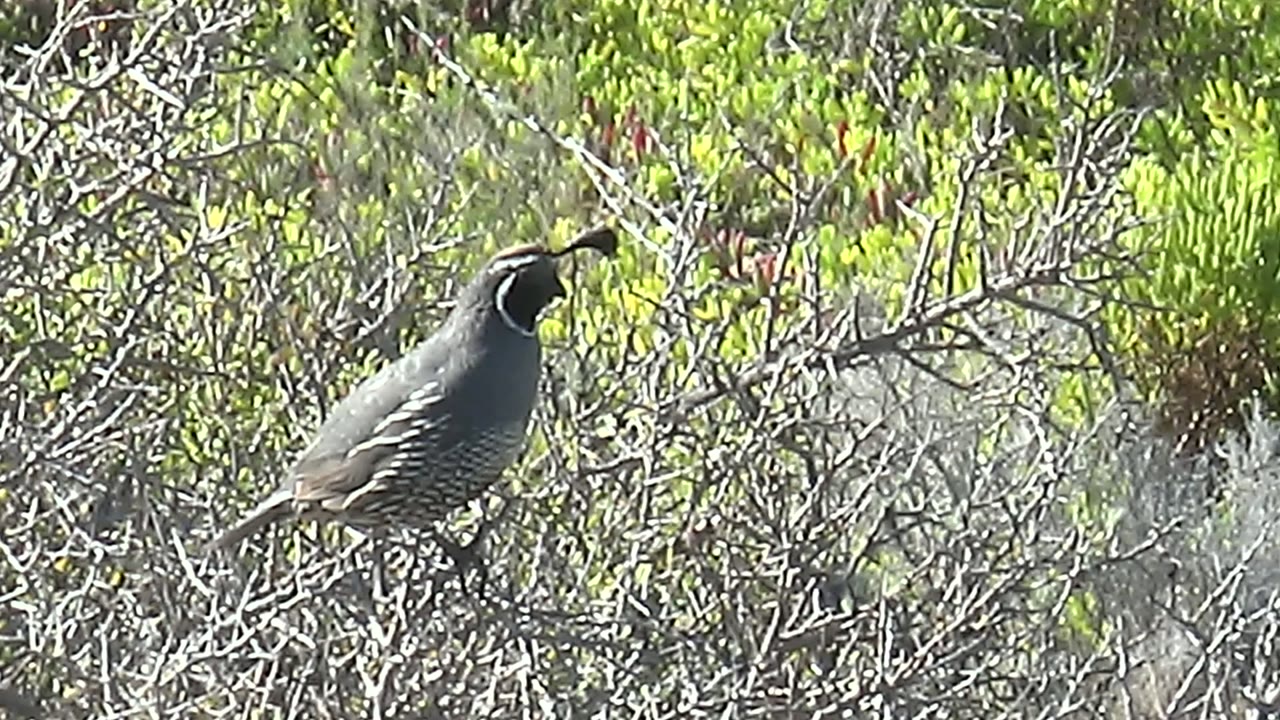 Quail standing on branch amid tangled dry and green vegetation