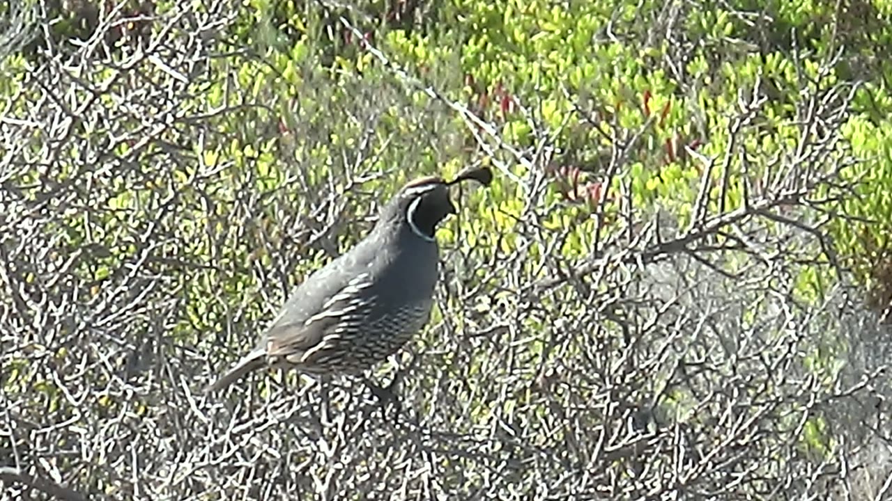 A side view of the quail shows its dark facial markings and small plume as it perches among San Carlos branches, with no visible people.