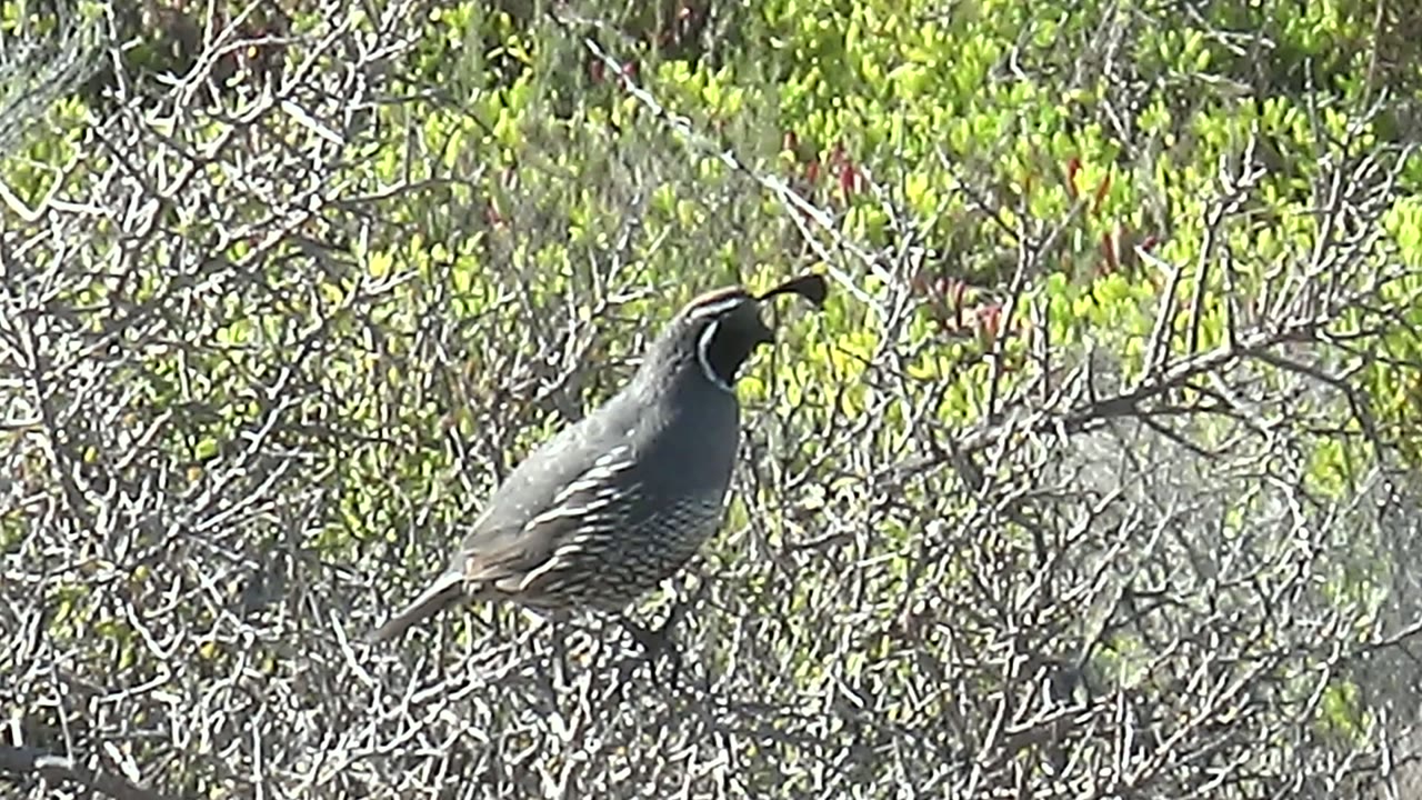 A quail perches side-on in San Carlos, Baja California Sur brush, its head plume visible against green leaves and pale tangled branches, with no visible people.