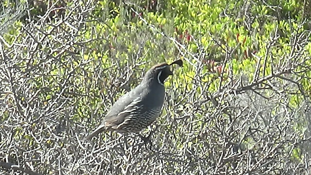 Quail on a branch facing right amid dense brush.