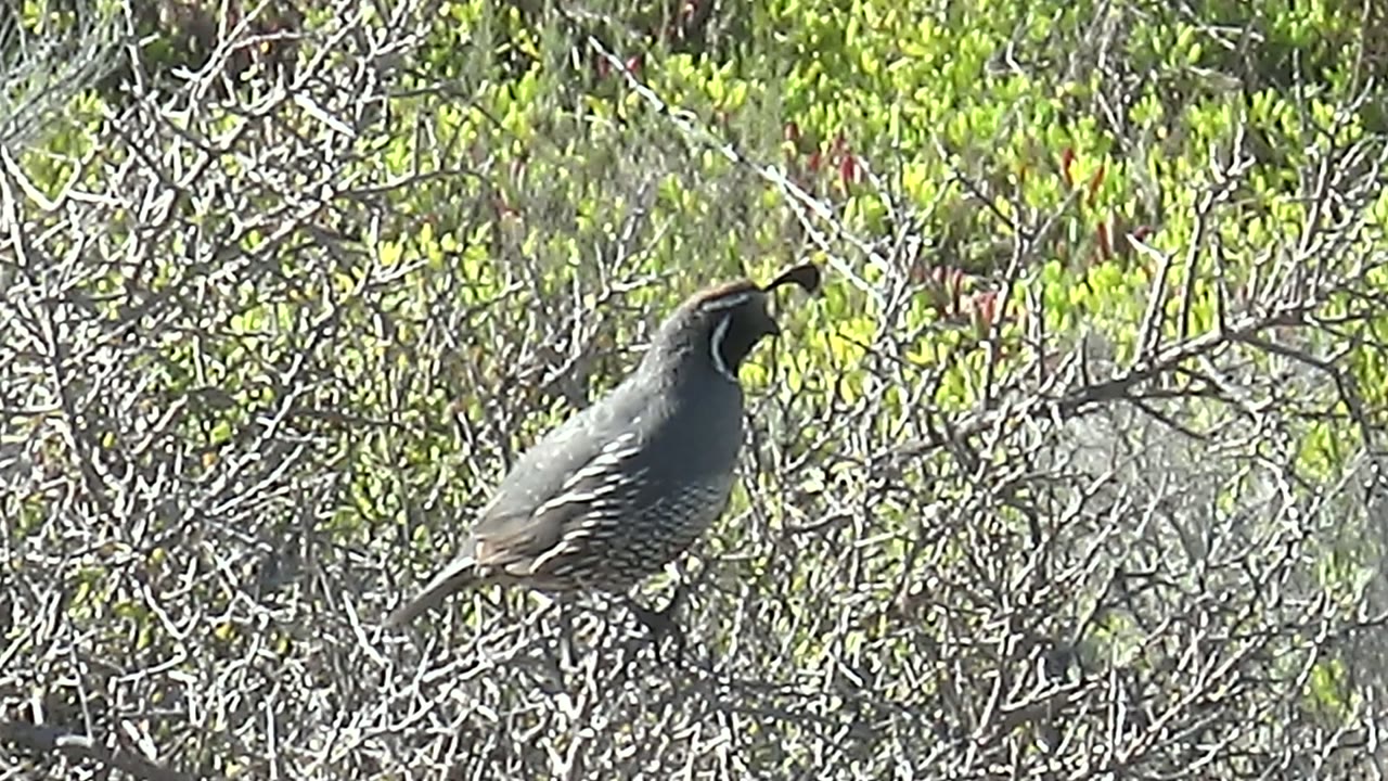 A similar side view shows the quail holding its perch in Baja California Sur vegetation, with barred body feathers visible through the dry twigs and no visible people.