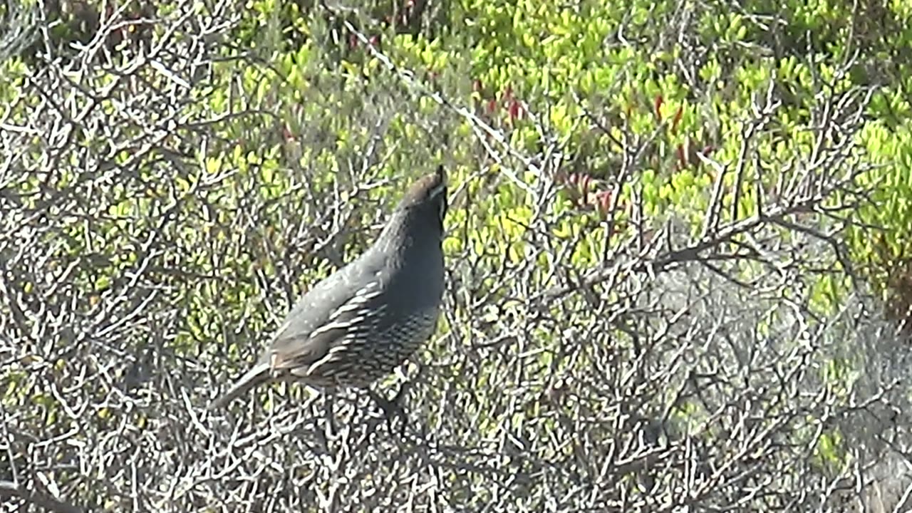 Gray quail perched side-on in San Carlos, Baja California Sur brush, surrounded by green foliage and dry tangled branches, with no visible people.