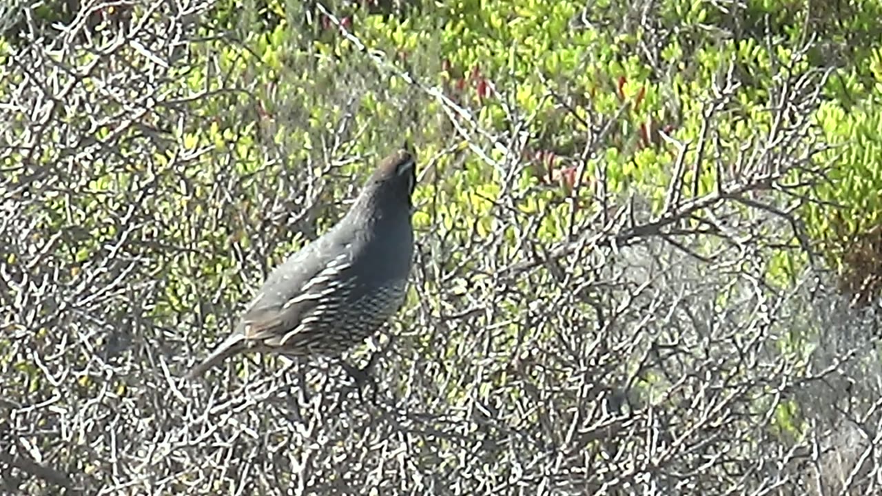 Quail on a bush branch with its head raised toward the upper right.