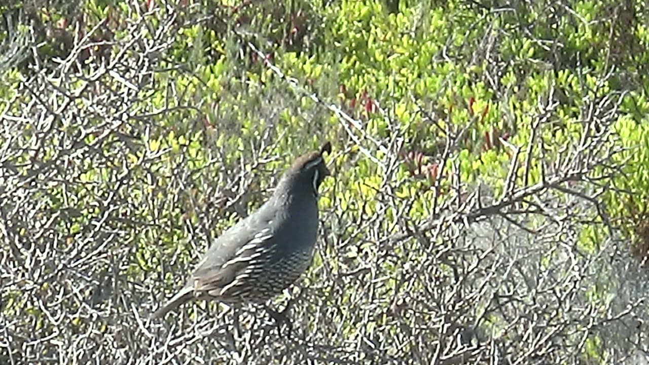 Perched quail angled upward in Baja California Sur shrubland, with barred flank feathers visible against a mix of green foliage and gray dry branches, with no visible people.