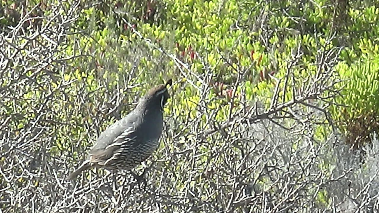 A quail perches left of frame on dry branches in San Carlos, Baja California Sur, with green foliage behind it and no visible people.