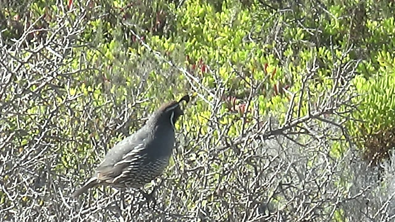 Quail holding its head upward among dry twigs.