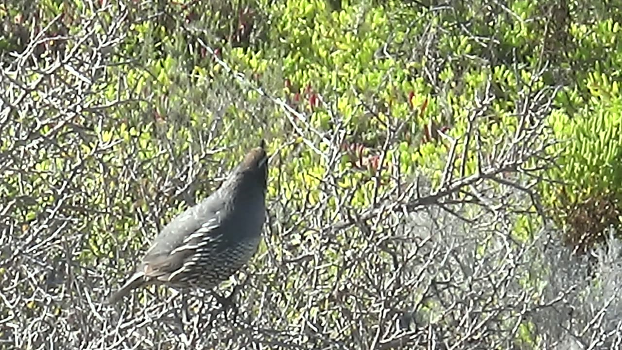 A quail remains perched in San Carlos, Baja California Sur, its body angled left while dry gray branches and bright green leaves fill the background with no visible people.