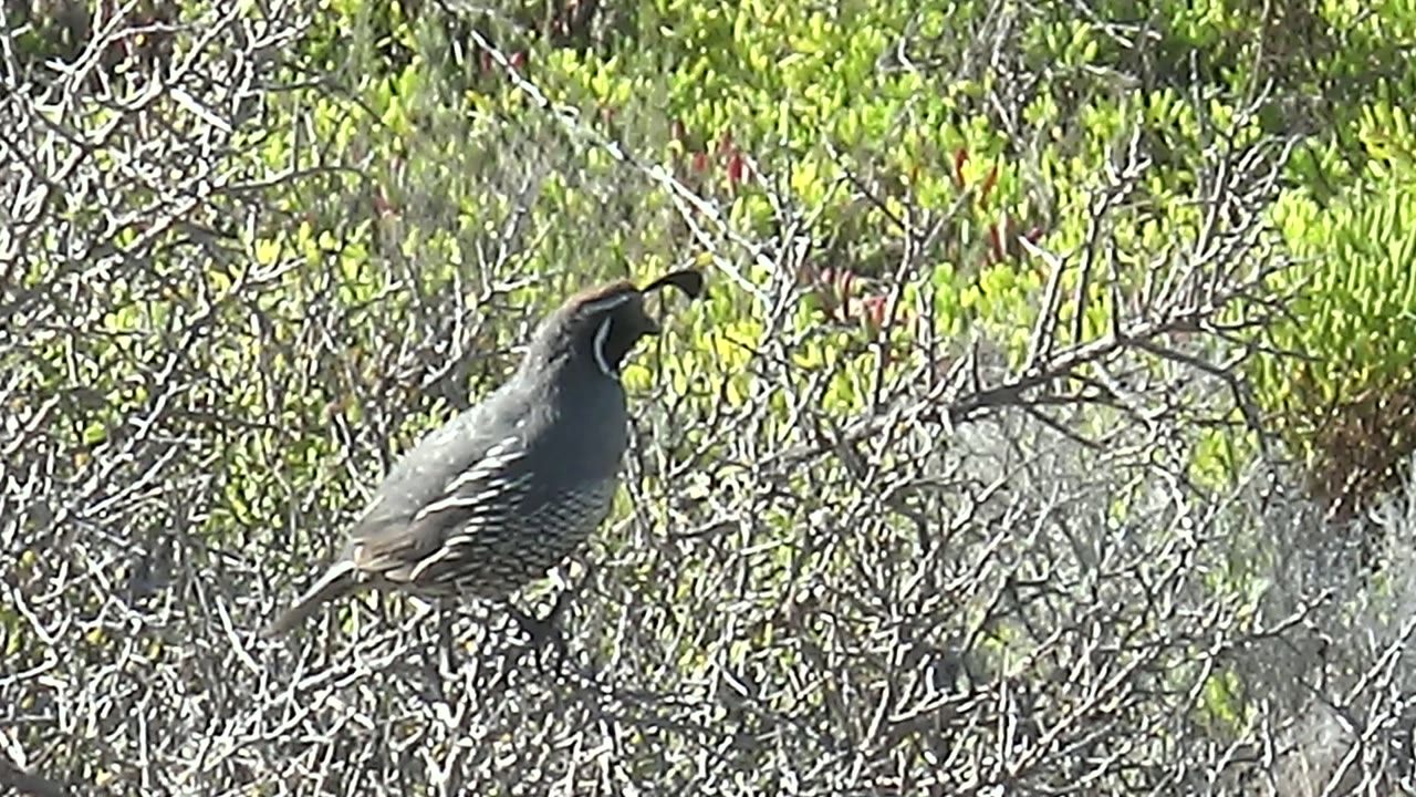 A quail perches on a dry branch in San Carlos, Baja California Sur, with its beak open among gray twigs and green foliage, no visible people.