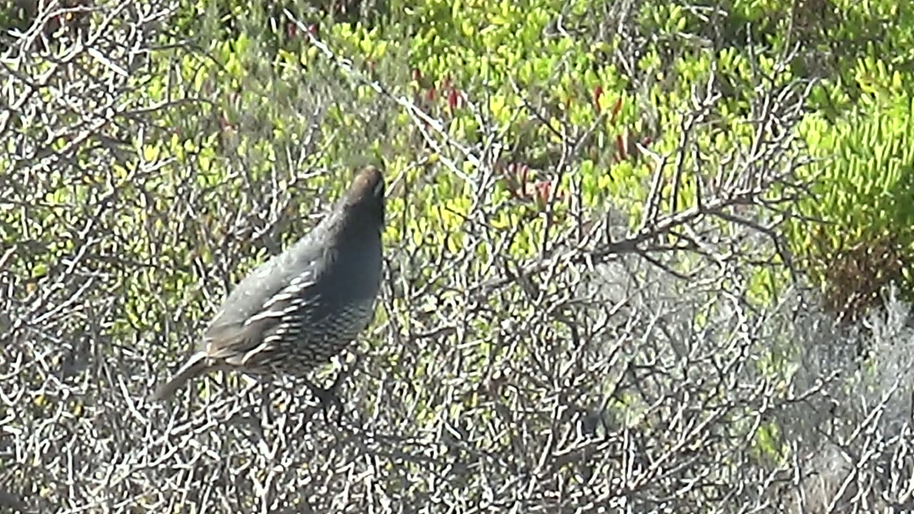 Quail facing upward in dense dry branches