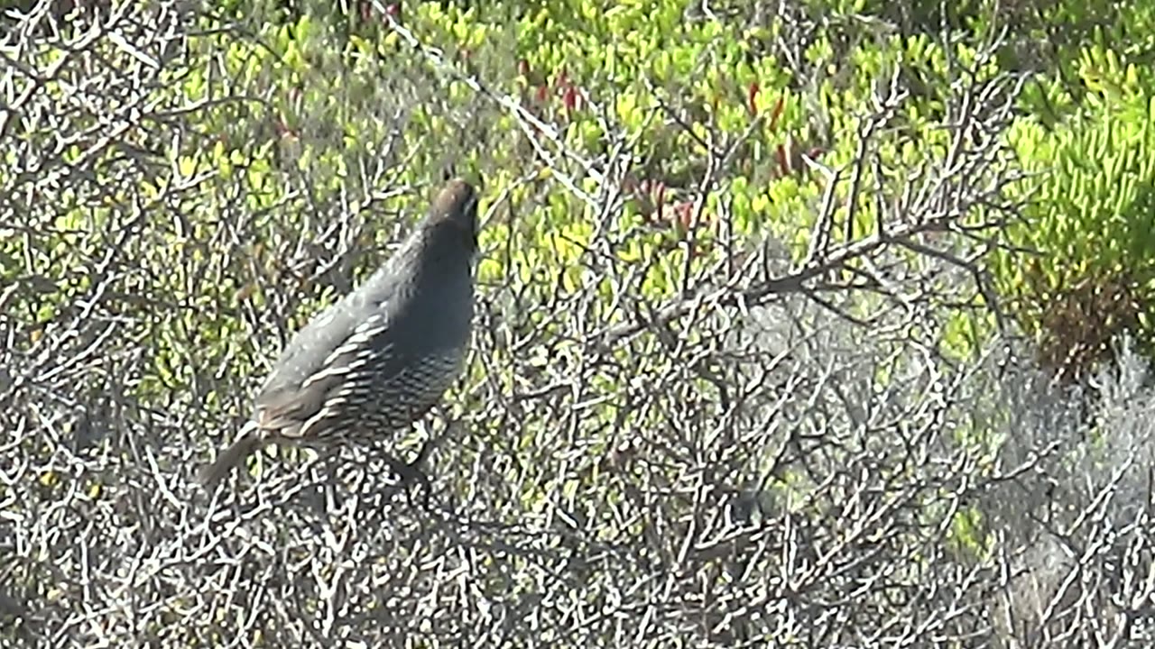 A side view shows the quail's patterned flank and crest area while it stands on a branch amid tangled dry stems and green foliage in San Carlos, no visible people.