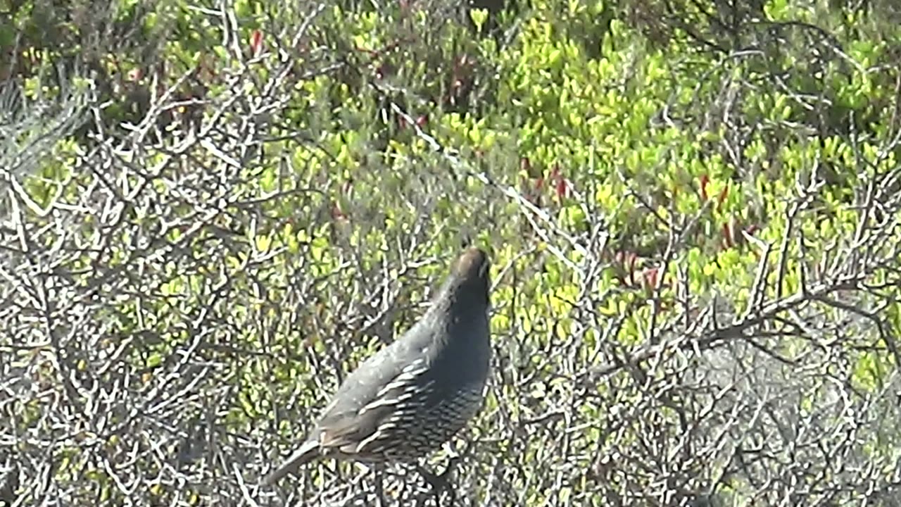 A quail perches left of center on a dry branch among green foliage in San Carlos, Baja California Sur, with no visible people.