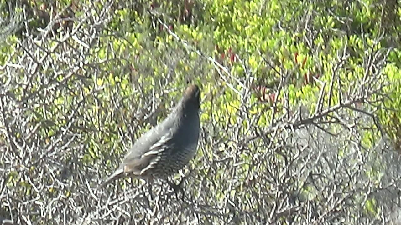 Quail standing among dry branches and green leaves