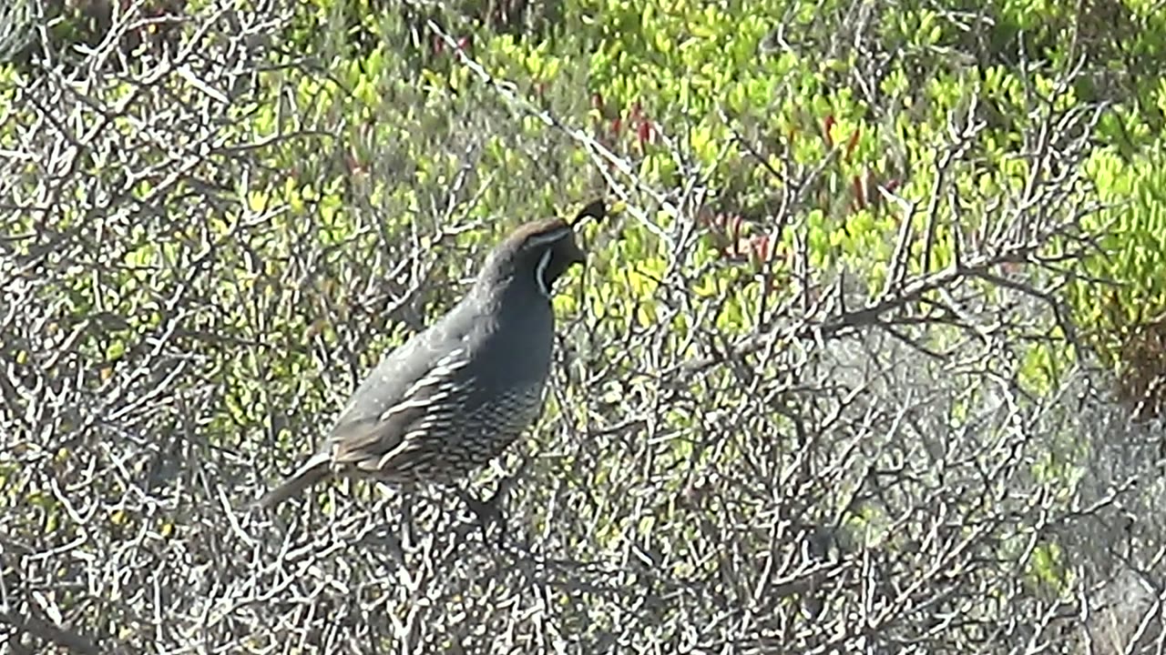 A quail perches among dry branches with its beak open, likely calling, in green scrub in San Carlos, Baja California Sur, with no visible people.