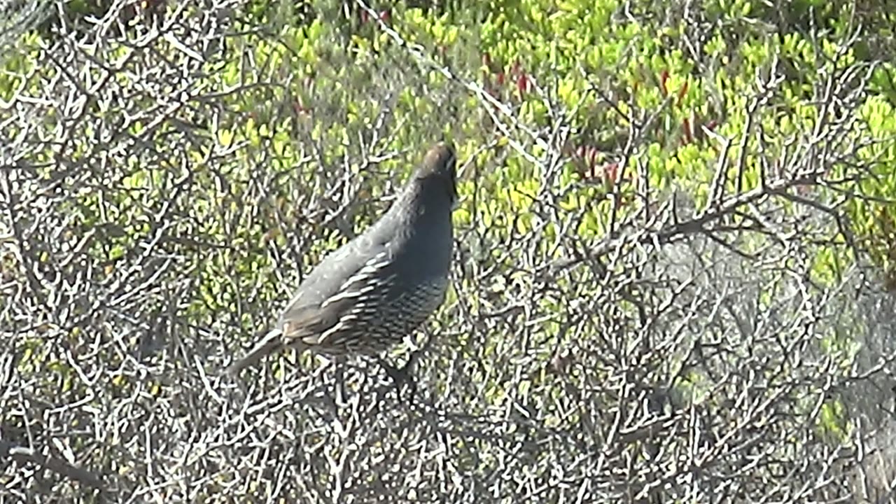 A quail perches on a twiggy bush in San Carlos, Baja California Sur, with green leaves behind it and no visible people.