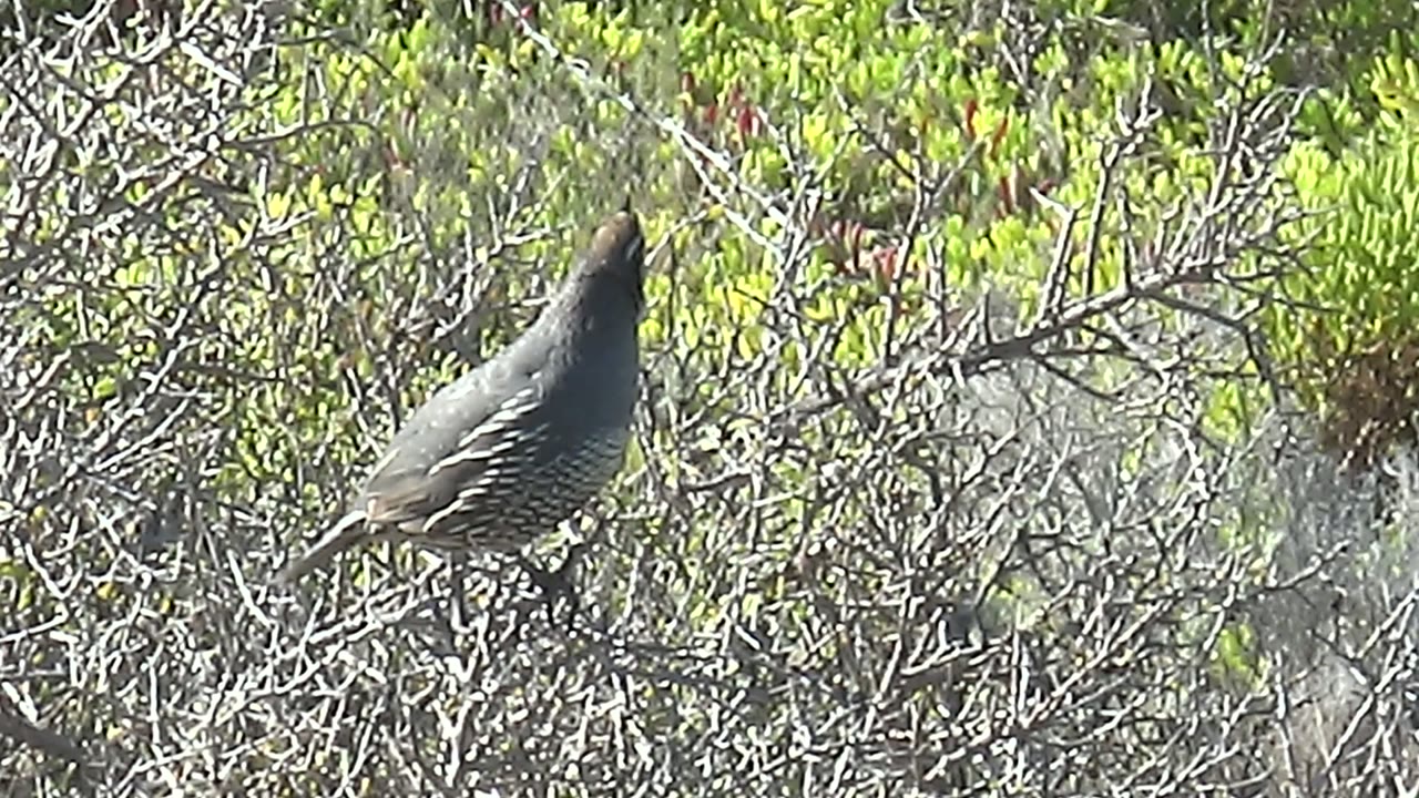 The quail holds an upward-looking posture on a dry branch in San Carlos, Baja California Sur, surrounded by bright green leaves and bare twigs, with no visible people.