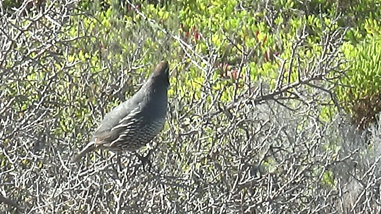 A side view shows the quail perched among tangled branches in San Carlos, Baja California Sur, with mottled sunlight and no visible people.