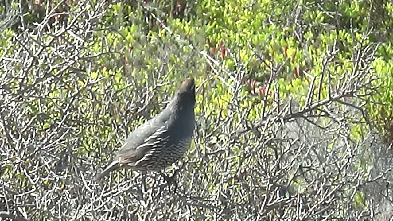 At 0:00, a quail perches facing left on a thin dry branch in San Carlos, Baja California Sur, with bright green foliage behind it and no visible people.