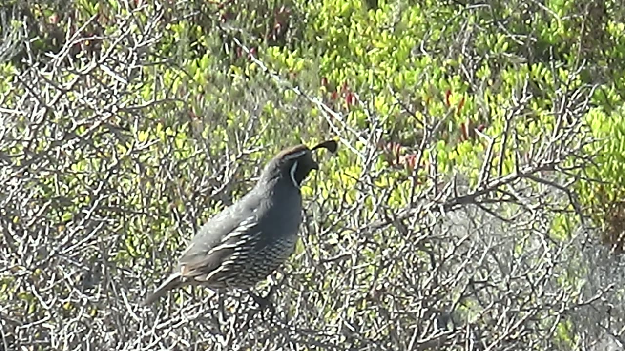 At 0:02, the quail is still in profile on the dry branch in San Carlos, with striped flank feathers visible against green foliage and gray brush, and no visible people.
