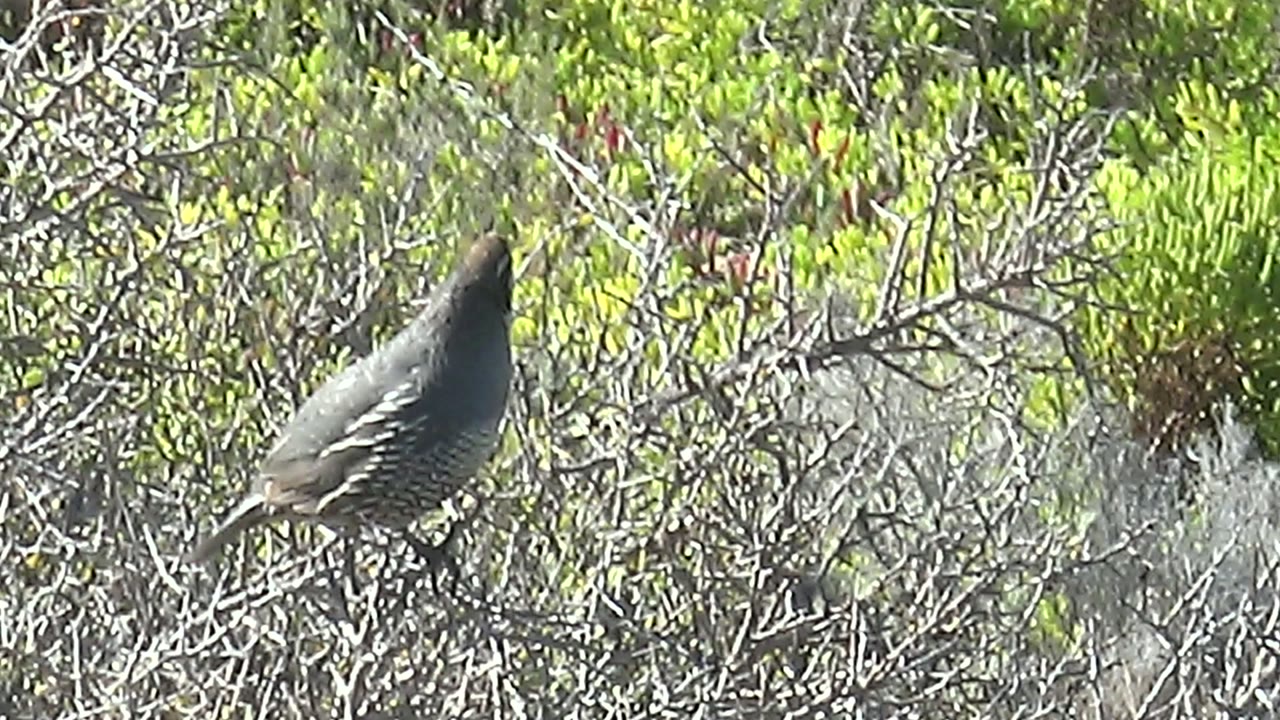 A quail perches left of center among dry branches and bright green foliage in San Carlos, Baja California Sur, with no visible people.