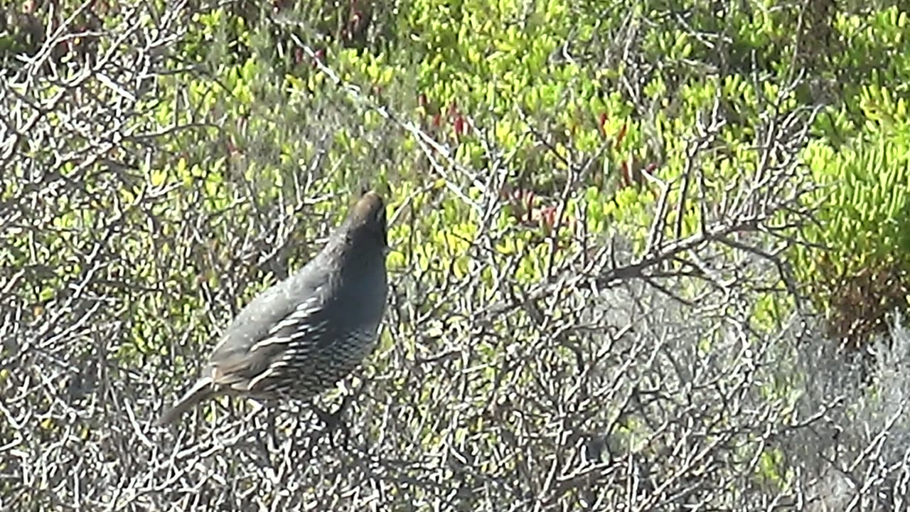 Quail standing on a branch in dense scrub.
