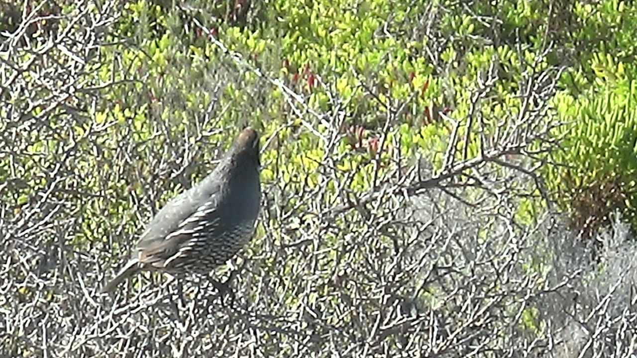 A side-on quail is visible against tangled dry branches and green Baja California Sur foliage, with no visible people.