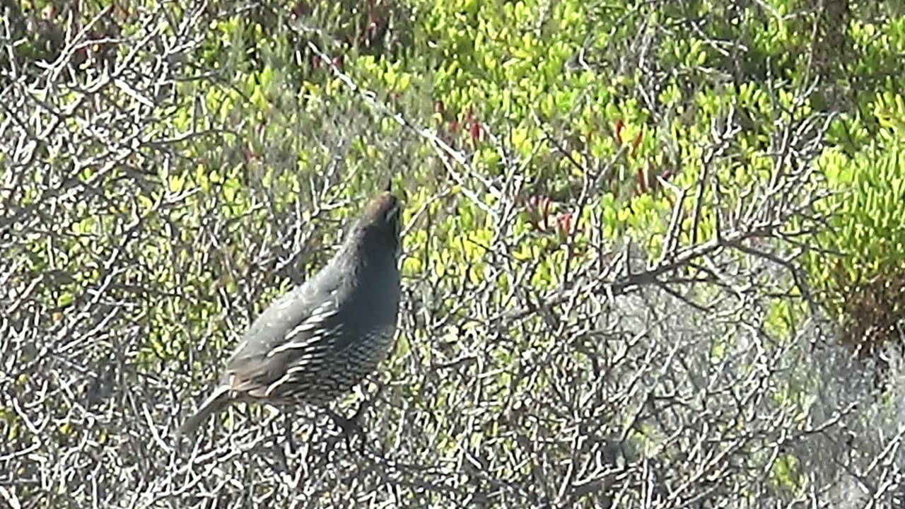 A quail faces up and left while perched among thin branches and bright green foliage in San Carlos, Baja California Sur, with no visible people.