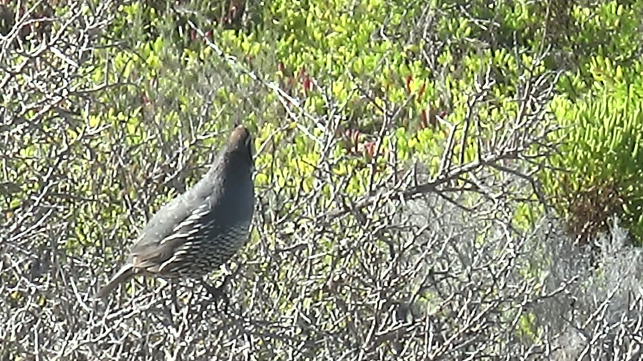 Quail standing on a branch in dense foliage.
