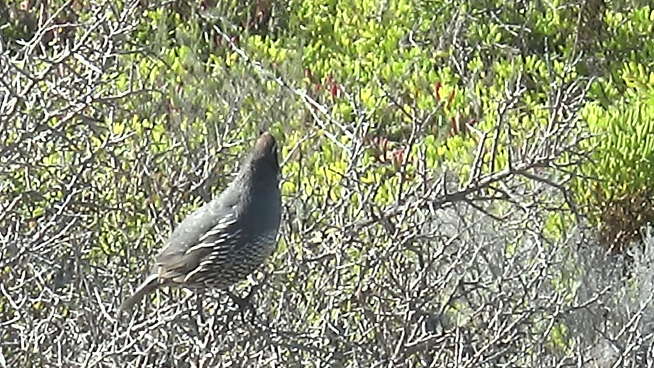 A quail holds its head high beside tangled gray branches and bright green shrub leaves in San Carlos, Baja California Sur, with no visible people.