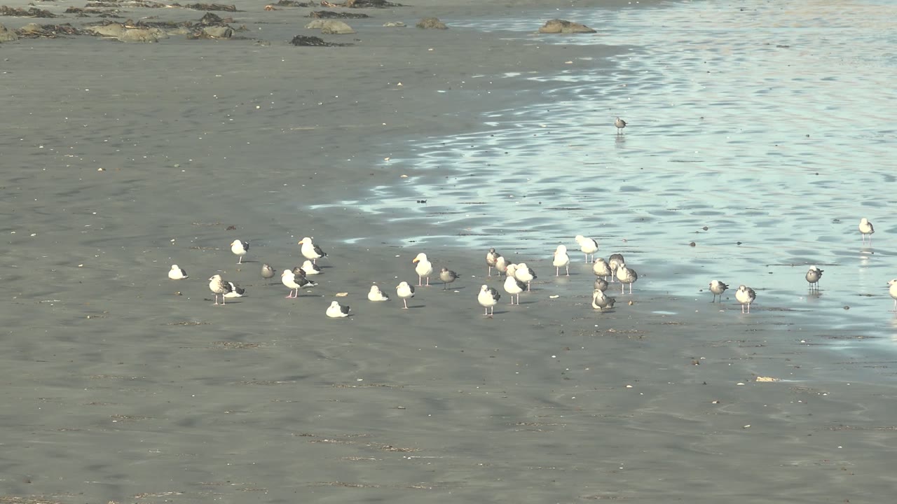 Small white and gray birds gather on wet beach sand near shallow reflected water in La Bocana, Baja California Sur, with no visible people.