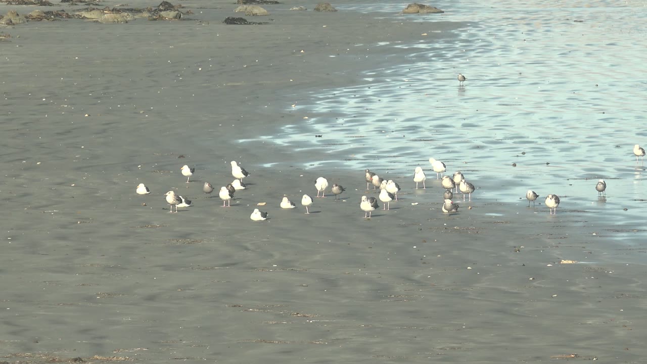 Seagulls and small shorebirds standing on wet sand beside reflective water.