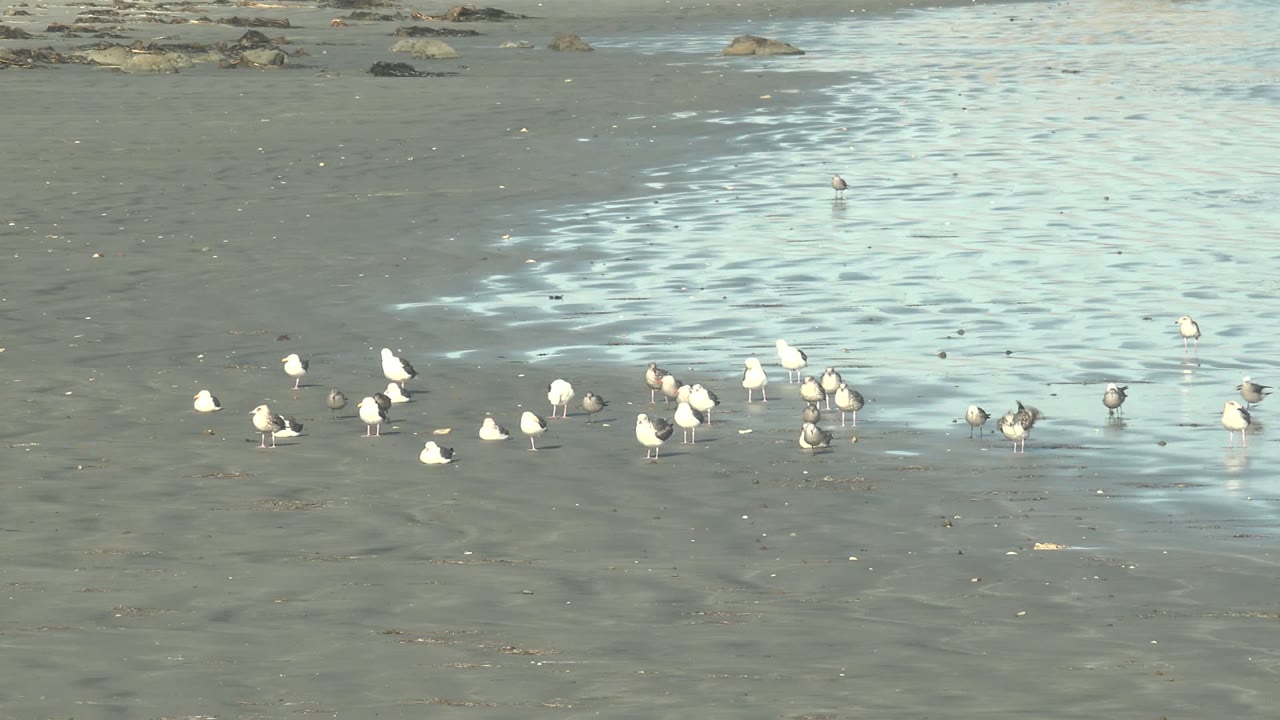A cluster of white seagulls and smaller gray birds stands on wet shoreline sand in La Bocana, Baja California Sur, with rippled water reflection across the upper frame and no visible people.