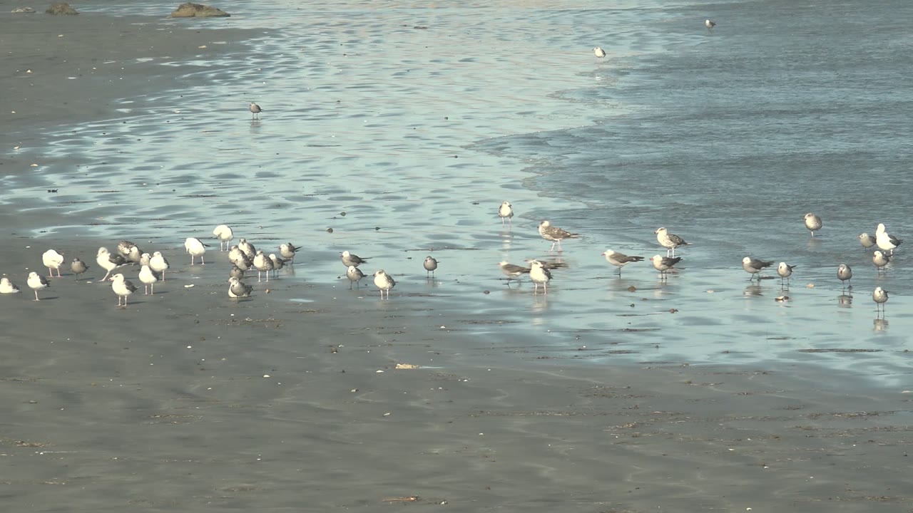 A loose group of gulls and shorebirds forage on reflective wet sand at La Bocana, Baja California Sur, with no visible people.